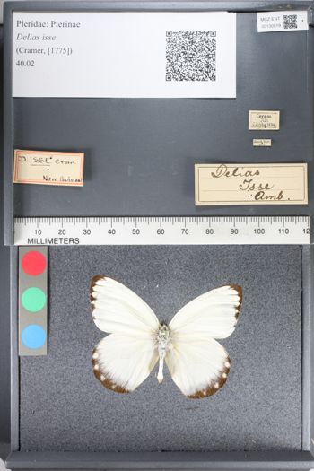 Media type: image;   Entomology 130519